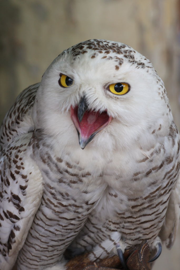 oasi di sant'alessio