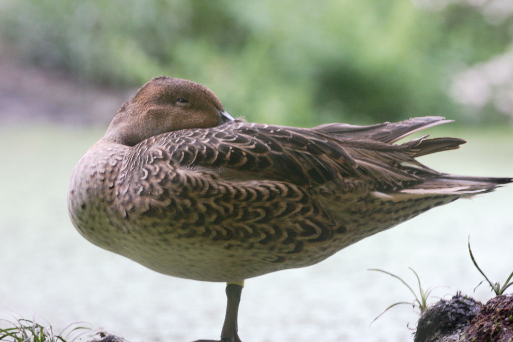 oasi di sant'alessio