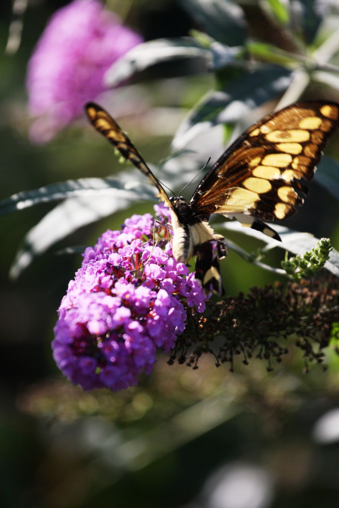 oasi di sant'alessio