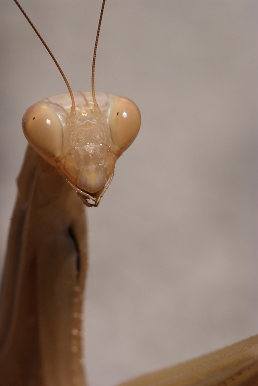 Ritratto di extraterrestre