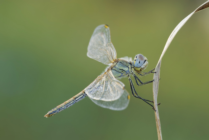 libellula