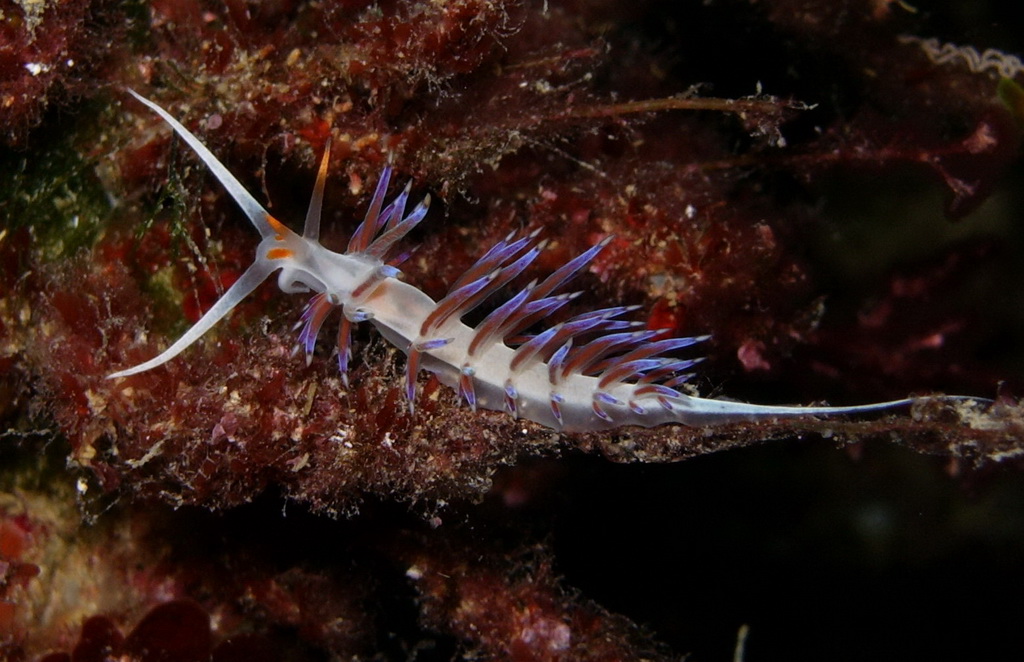 Flabellina croata
