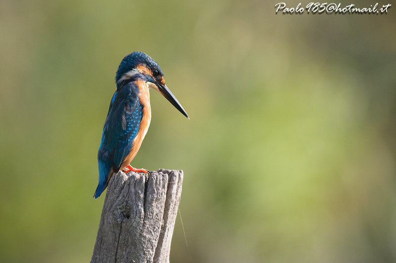 il generale martino !!!