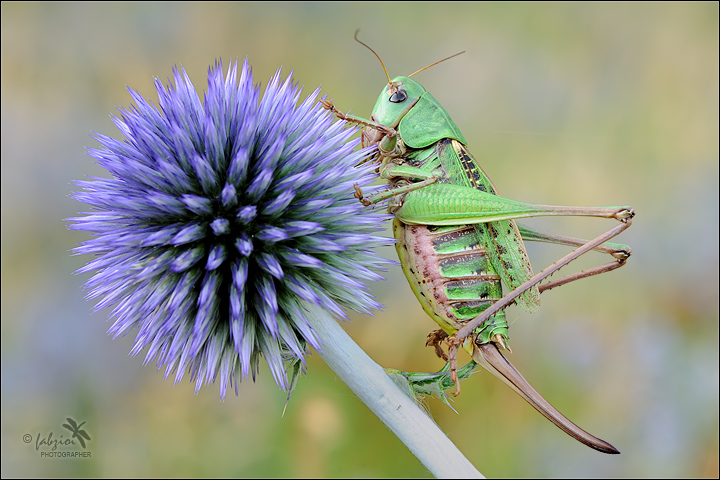 Eryngium Amethystinum... col Botto!