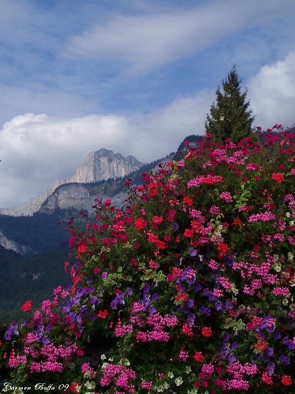 Montagne in fiore