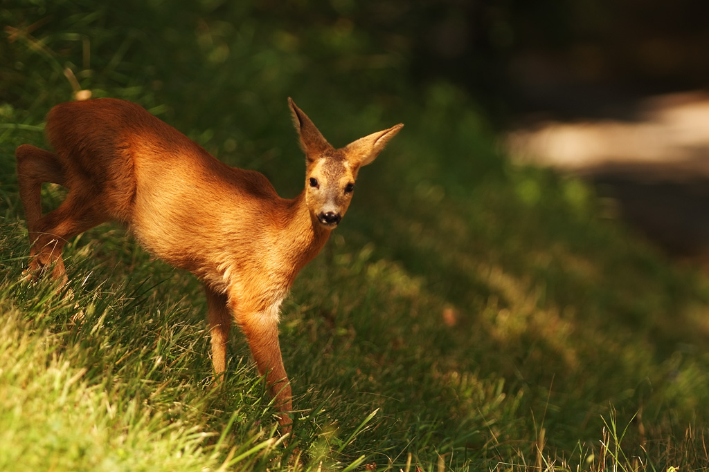 piccolo all'uscita dal bosco