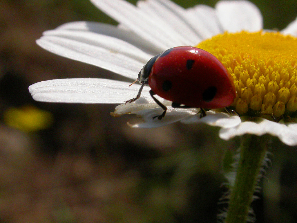 coccinella