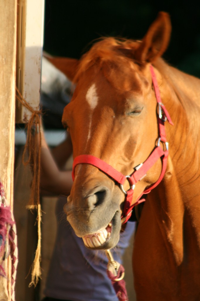 IL CAVALLO SORRIDENTE