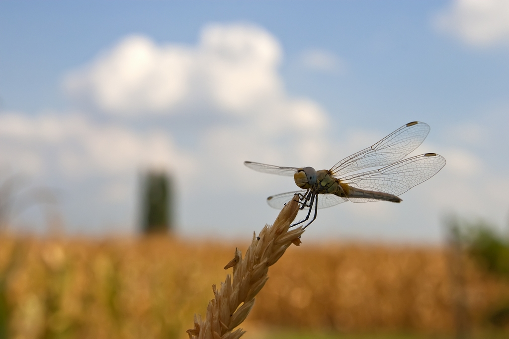 Libellula5