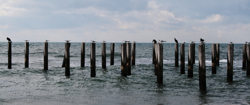 Gabbiani all'orizzonte