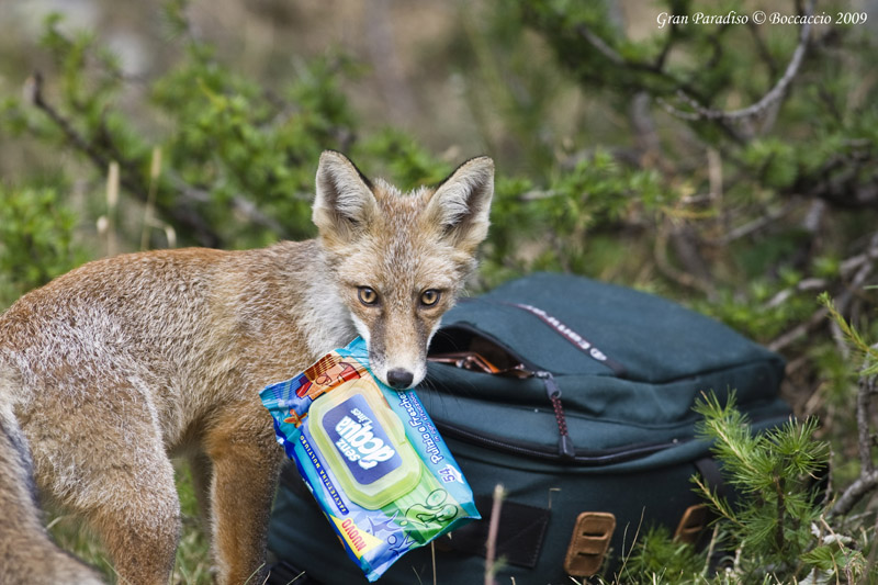 volpe molto pulita......