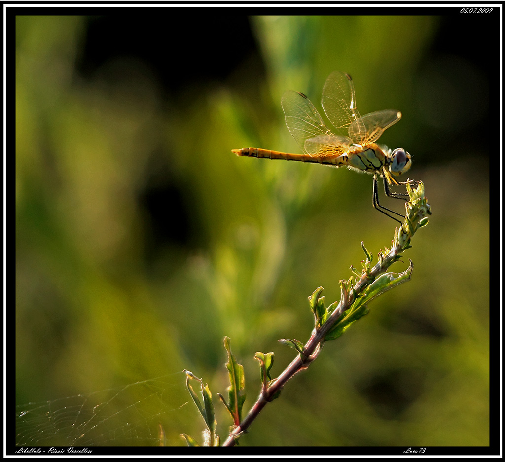 Libellula # 1