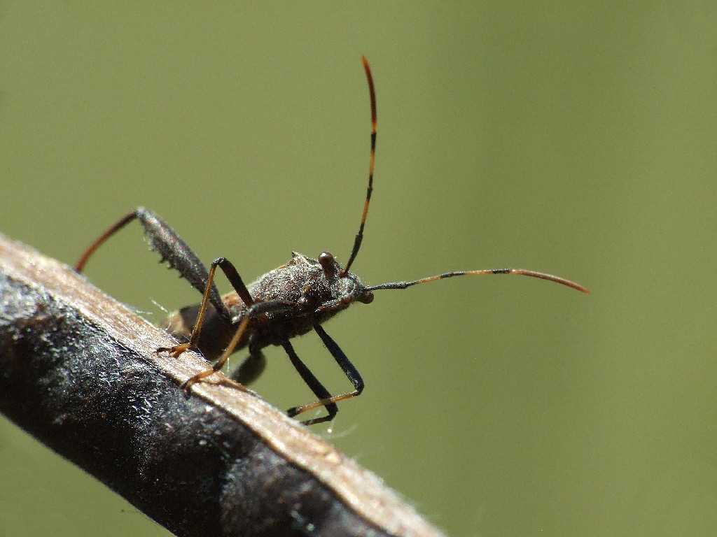 Insetto non identificato