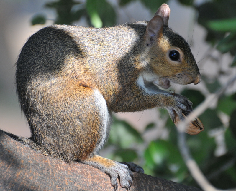 Scoiattolo