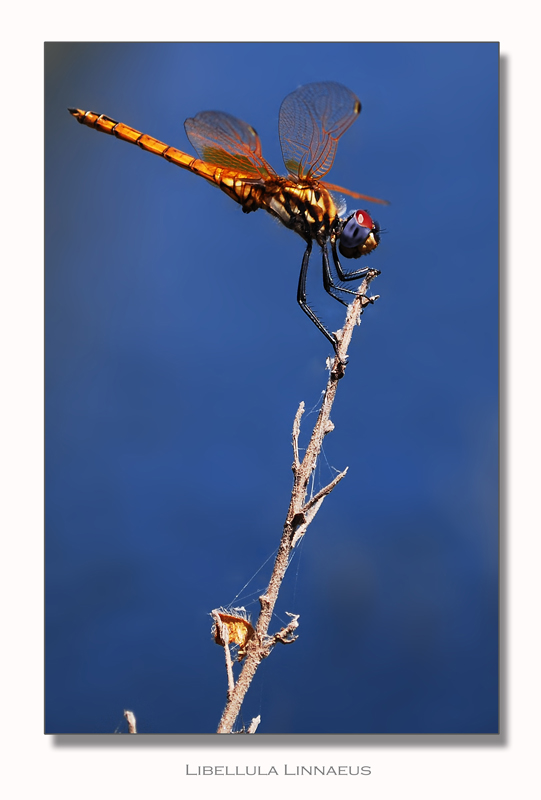 La mia prima libellula