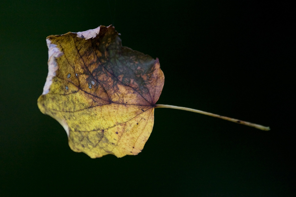 ma sta arrivando l'autunno?
