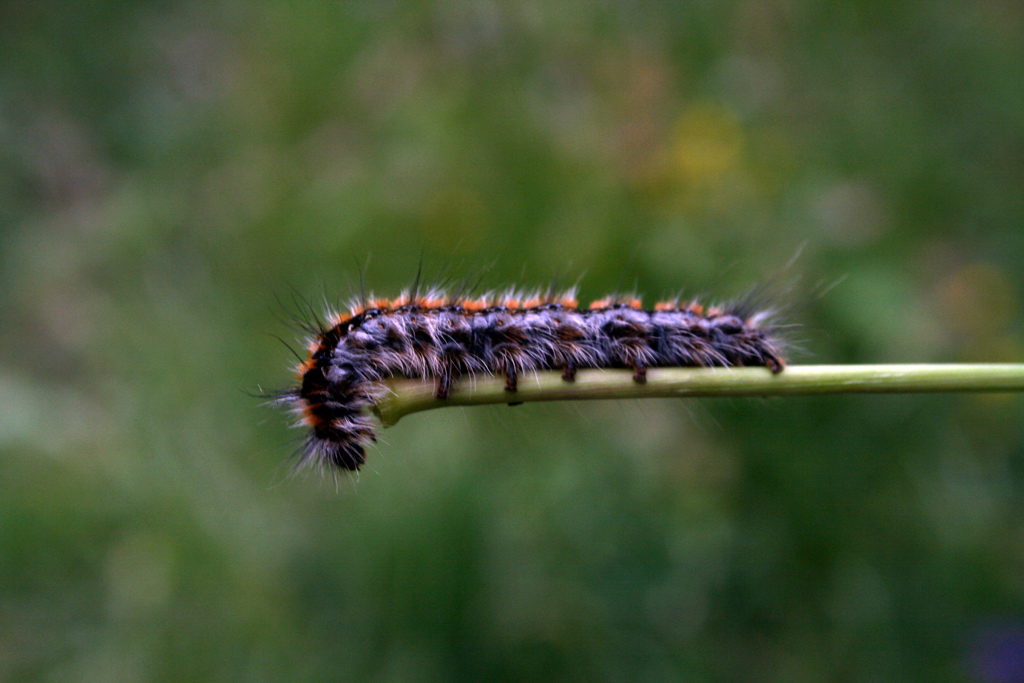 il bruco dello zaino