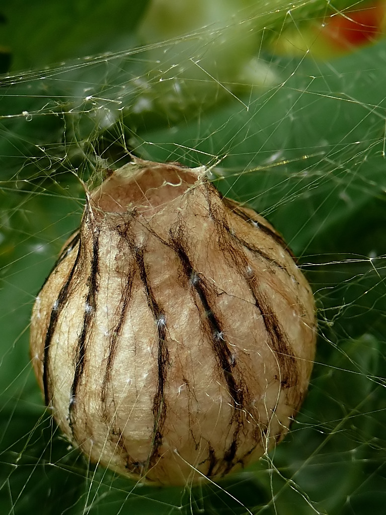 Cosa ne uscira...nr.2