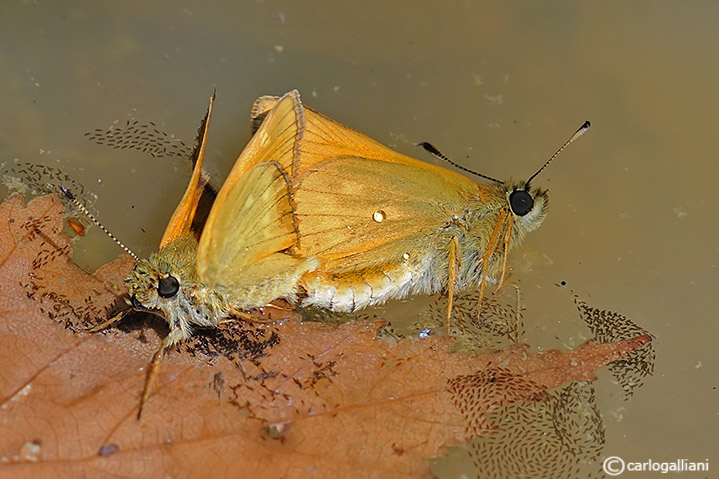 Accoppiamento di esperidi