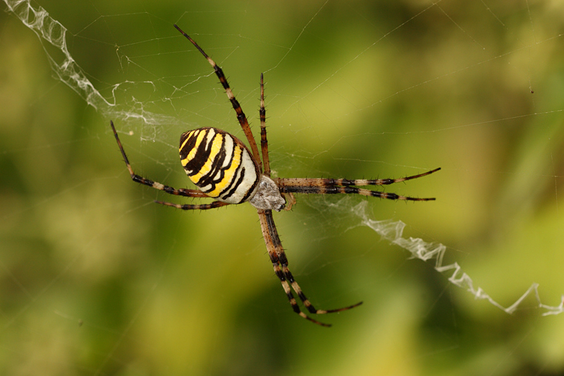 Argiope bruennichi