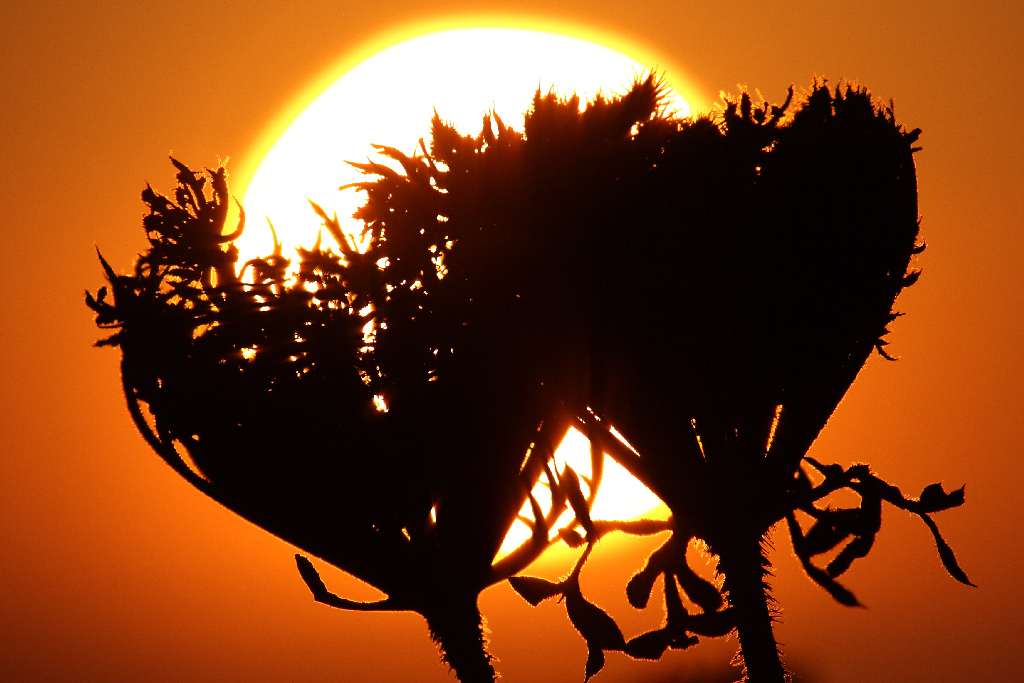 Controluce al tramonto