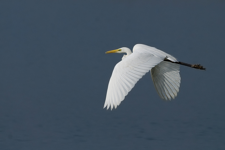 Airone bianco Maggiore