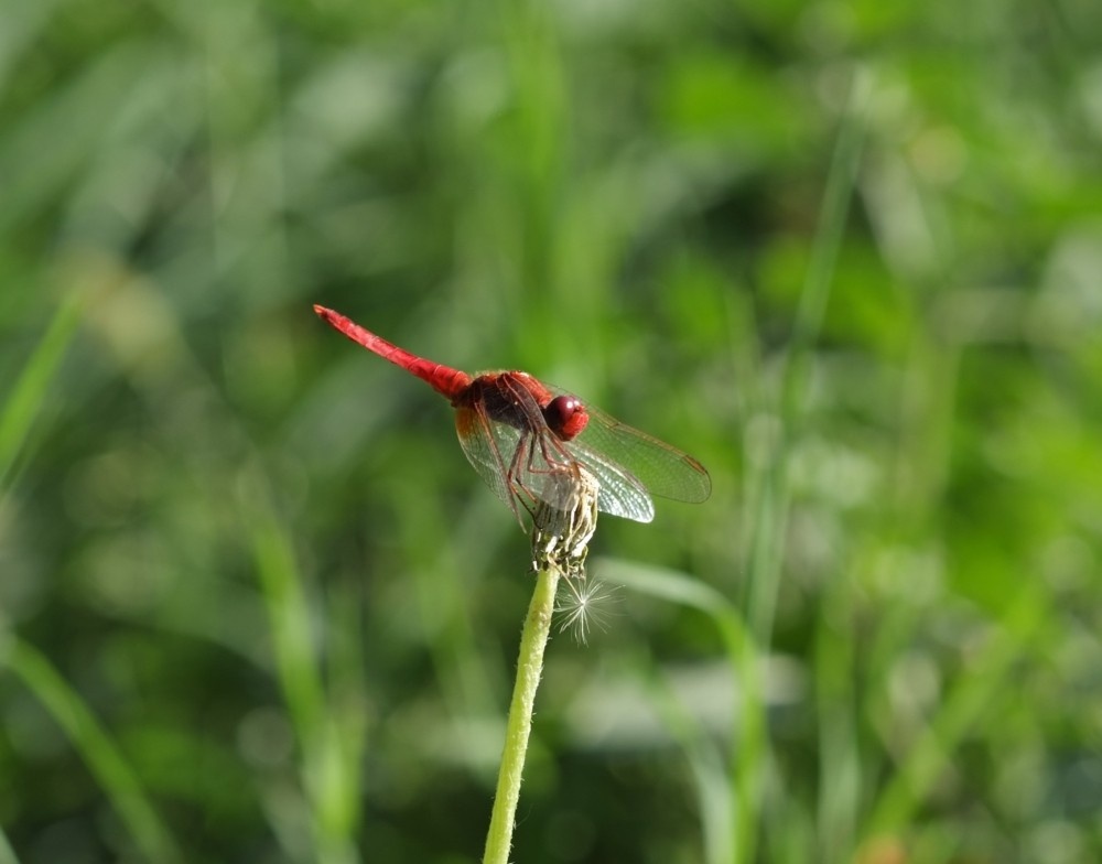 Libellula
