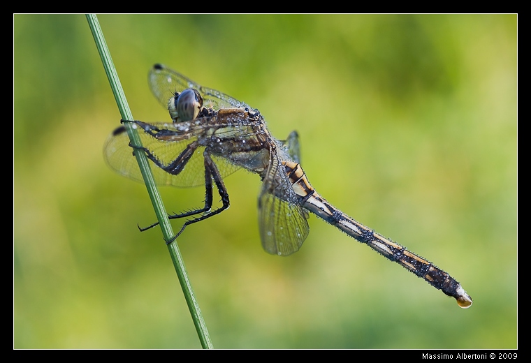 Orthetrum albistylum (femmina)