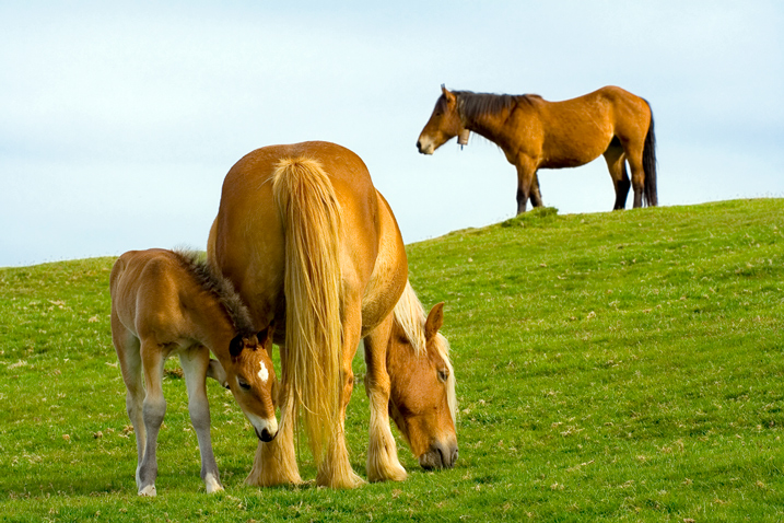 Cavalli in Cantabria