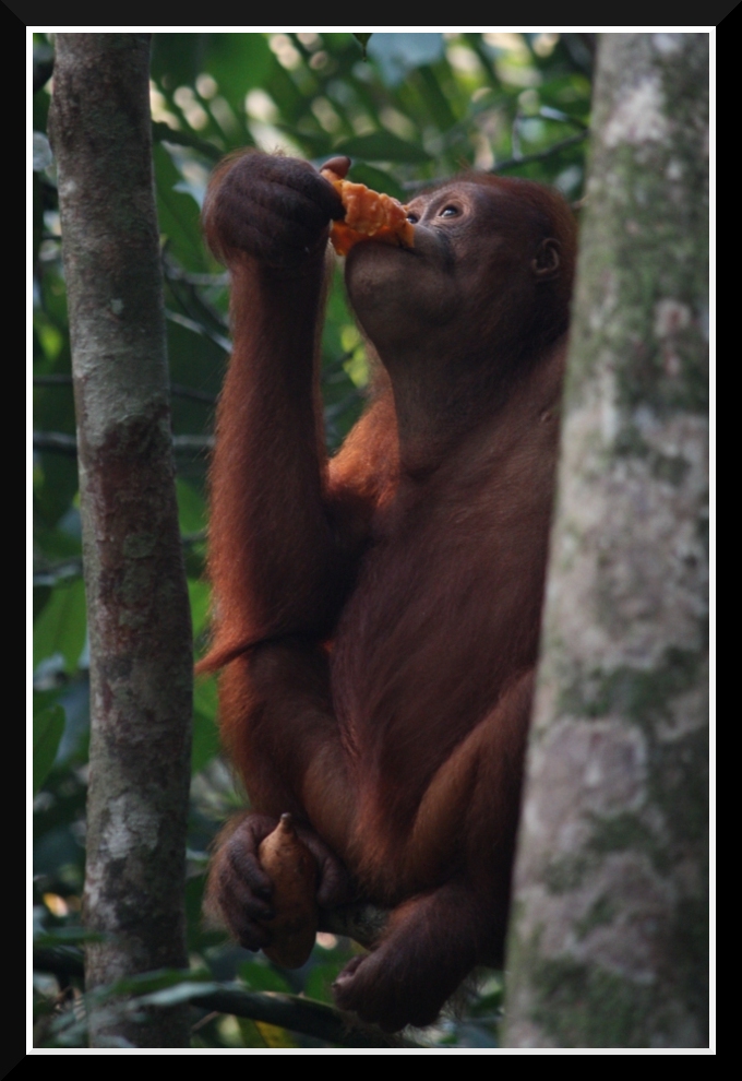 OrangUtan a pranzo