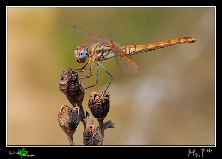Libellula