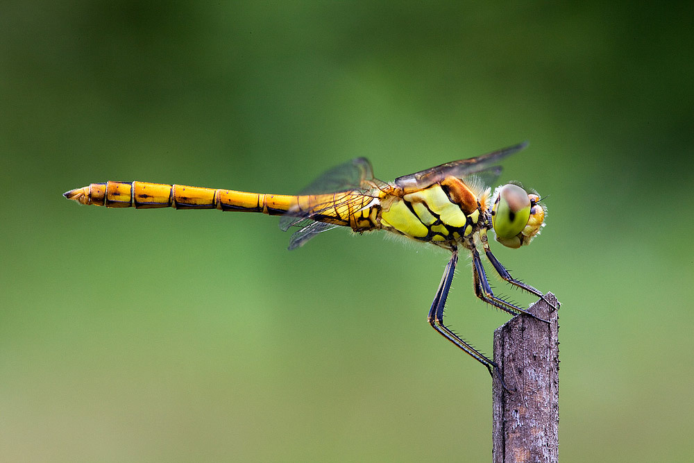 Sympetrum striolatum