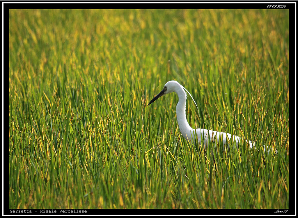 Garzetta # 13