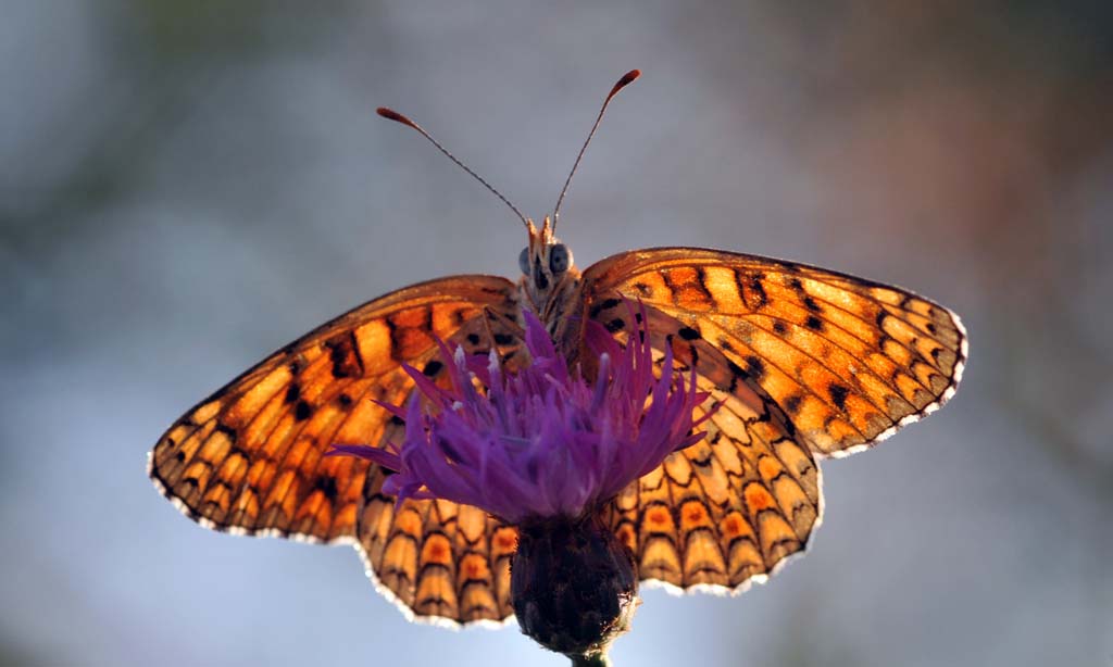 farfalla in controluce