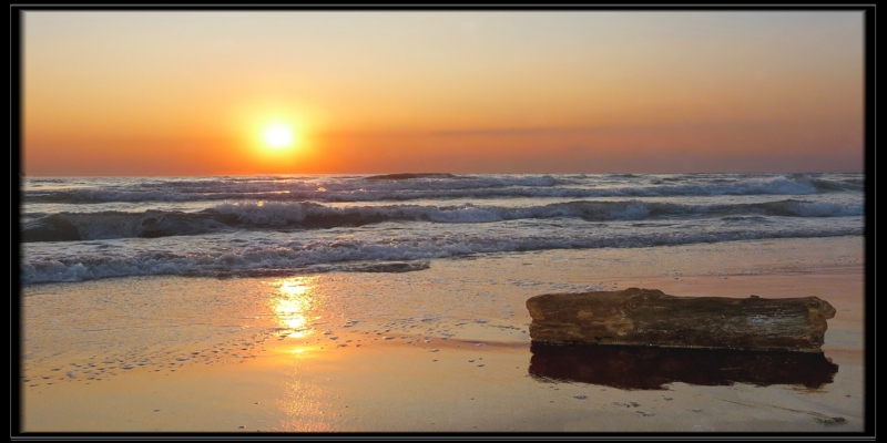 tronco in solitudine