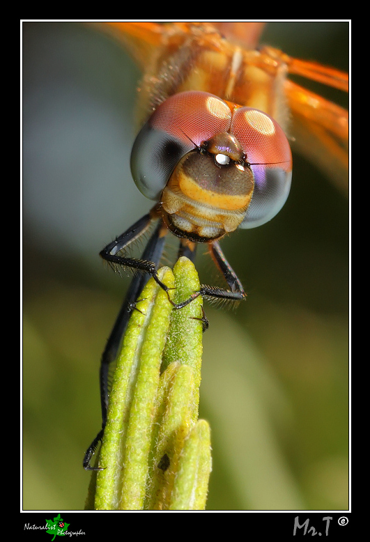 I� Esperimento Flash!