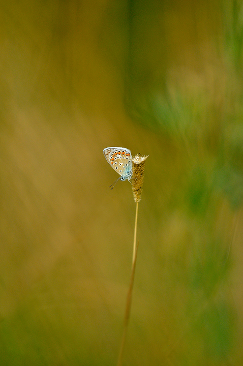 Licenide con sfondo..