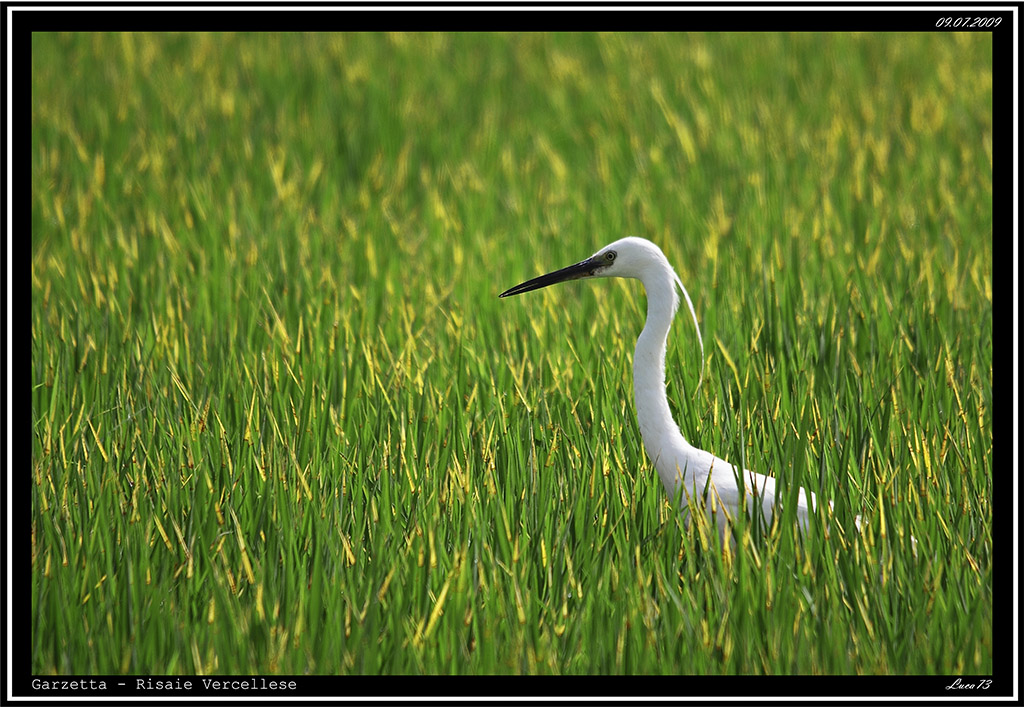 Garzetta # 14