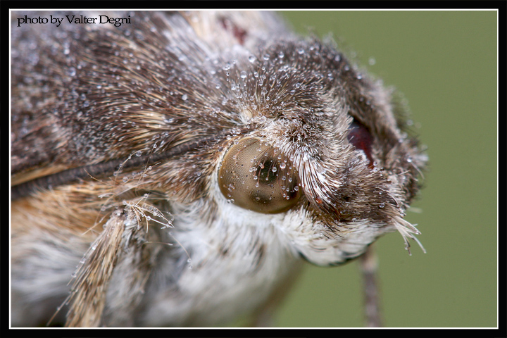 Macrogrossum Stellatarum