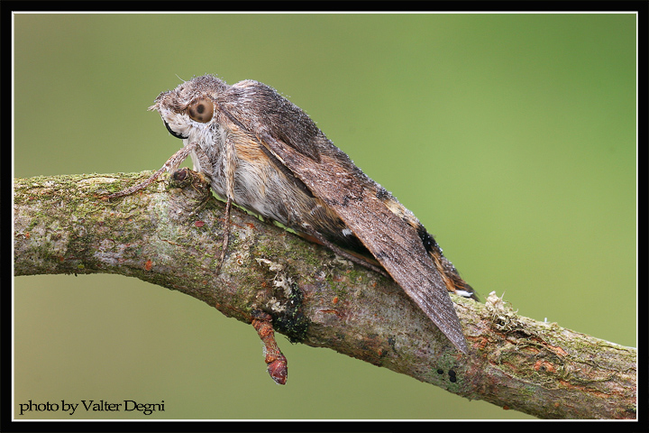 Macrogrossum Stellatarum