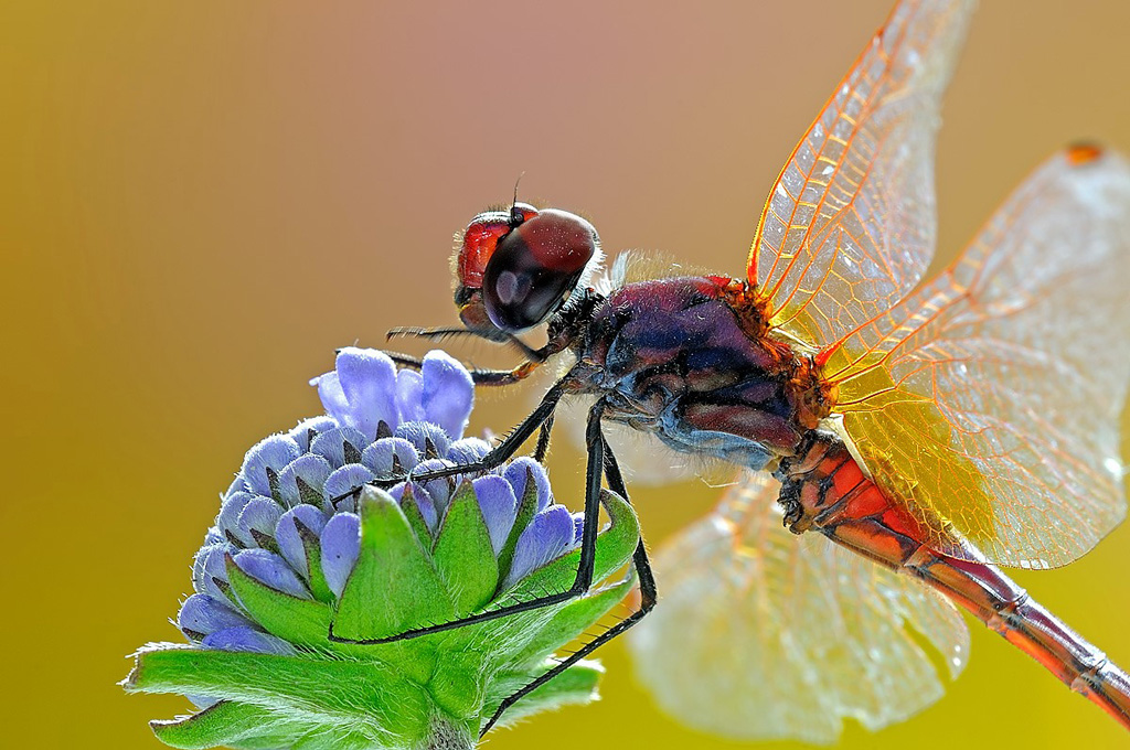Quell'oscura libellula