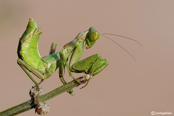 Mantide di Spallanzani