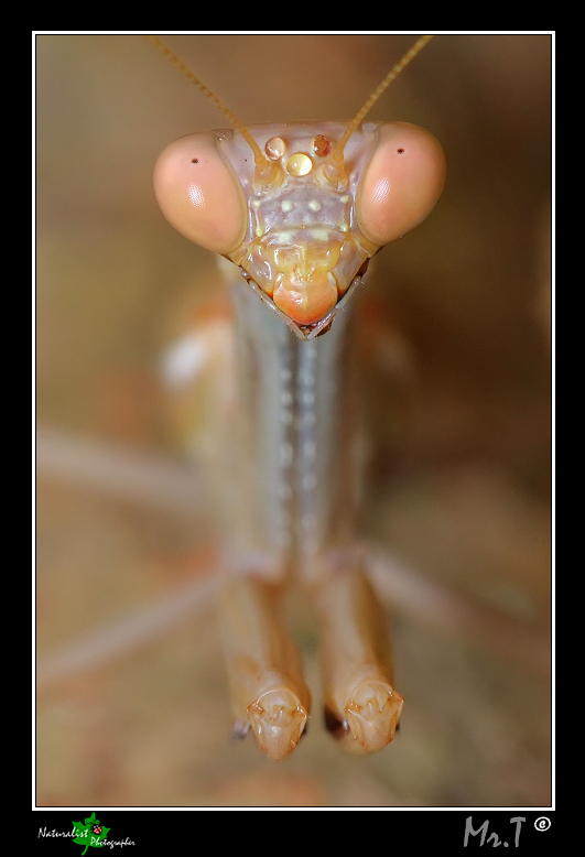 Faccia a Faccia...II� Esp.