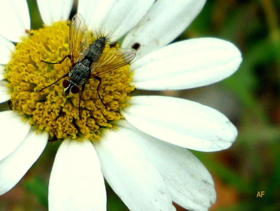 Fly on a daisy