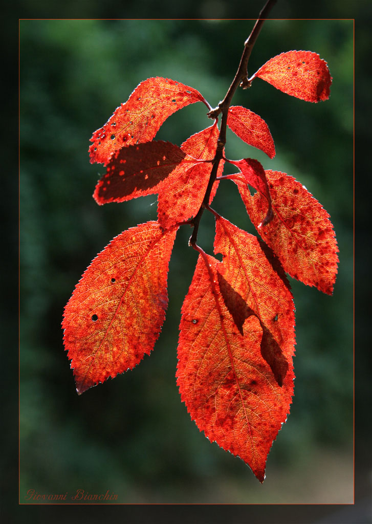 come d'autunno le foglie