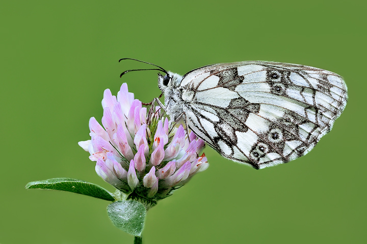 Melanargia Galathea
