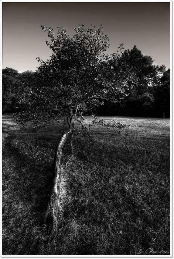 || L O N E L I N E S S || [Ultima Foto]