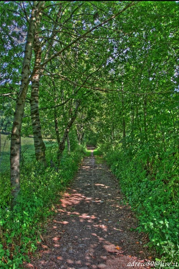 Street in the forest