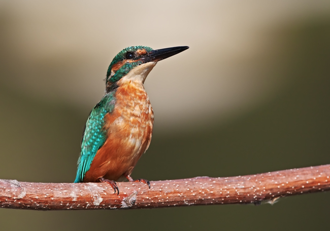 Martin pescatore maschio