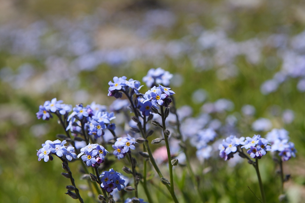 non ti scordar di me